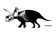 Eotriceratops skeleton.jpg