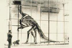 The very first specimen to be assembled was the ‘Iguanodon bernissartensis’. It was put on display in the inner courtyard of the former Nassau Hotel in 1883. It was kept in a glass case to protect it from the bad weather.