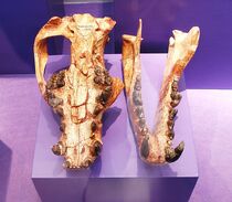 Amphicyon