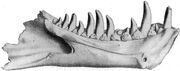 Dynamosaurus jaws, 1905