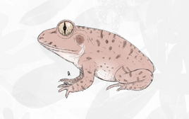 Enneabatrachus