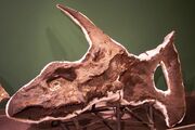 Torosaurus skull