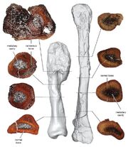 Centrosaurus-apertus-2