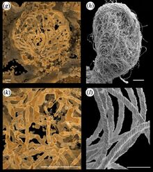 Myanmarcypris-hui-sperm-2