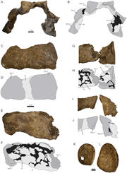 Ankylosaurus cervical half rings