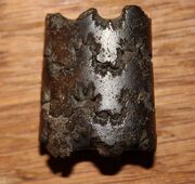 Baculites ovatus Say1820 holotype