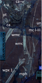 Close-up-of-manual-elements-of-Petrodactyle-In-a-mixture-of-UV-A-B-and-C-light