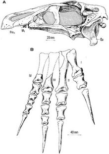 Erlikosaurus skull and foot holotype (GIN 100-111)-0