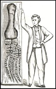 Jurassic plesiosaur specimens.jpg