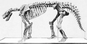 Barylambda-skeleton
