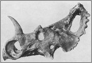 Monoclonius skull