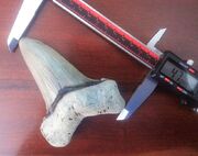 A very large Carcharocles angustidens tooth, by author Max Hawthorne