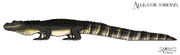 Alligator munensis by ognimdo2002 dg4q776-fullview