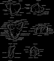 Pretribosphenic-and-tribosphenic-molar-structure-terminology-Upper-left-and-lower