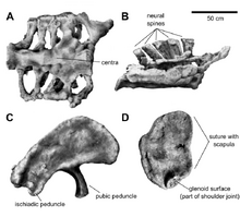 800px-Brachiosaurus sacrum ilium coracoid annotated