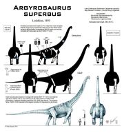 Argyrosaurus superbus skeleton
