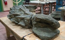 Nodosaur fossil 01 (2)