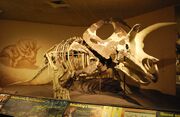 Torosaurus MPM VP6841.jpg