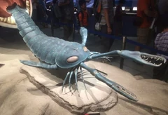 Акутирам9.jpg (57 КБ)