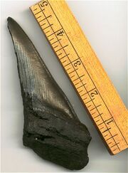Carcharocles subauriculatus big