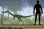 Coelophysis-size