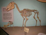 Equus simplicidens UMNH (2)