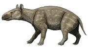 Lophiodon lautricenseDB24
