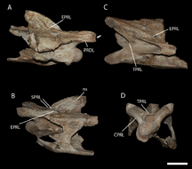 Posterior-cervical-from-Brasilotitan-nemophagus-in-right-lateral-arrow-pointing