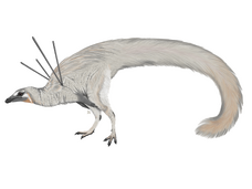 U. jubatus Reconstruction.png