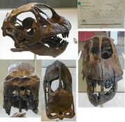 Camarasaurus-skull AMNH 467