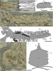 Cratonopterus-huabei-gen-et-sp-nov-IVPP-V-14395