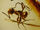 Lasius schiefferdeckeri