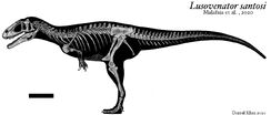Lusovenator skeletal .jpg