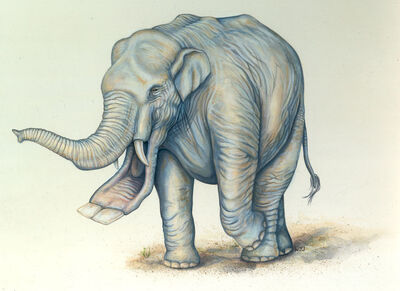 Platybelodon MAXIMA