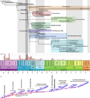 Tetanuran phylogeny, 2019 (Oliver W. M. Rauhut & Diego Pol)