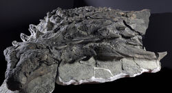 Nodosaur fossil 03