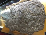 S62972763