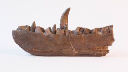 Megalosaurus dent-2561x1440