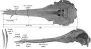 Photo of Nihoroa Holotype Skull