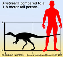 Anabisetia-size