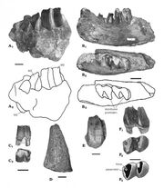 S56146568