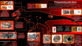 Tyrannosaur skin impressions-lite