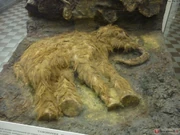 Магаданский мамонтенок