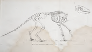 Anoplotherium 1812 Skeleton Reconstruction