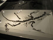 Fukuivenator fossil.jpg