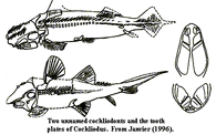 Cochliodontidae1