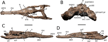 Lemmysuchus obtusidens