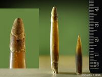 Ростры Neohibolites с рек Большой Зеленчук и Малый Зеленчук (Карачаево-Черкесия). Левый ростр имеет четко выраженную двойную линию, видны остатки наружных слоёв ростра.