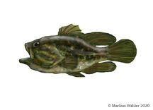 Amphiperca-multiformis-reconstruction-768x556