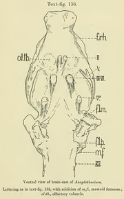 Anoplotherium brain cast ventral view